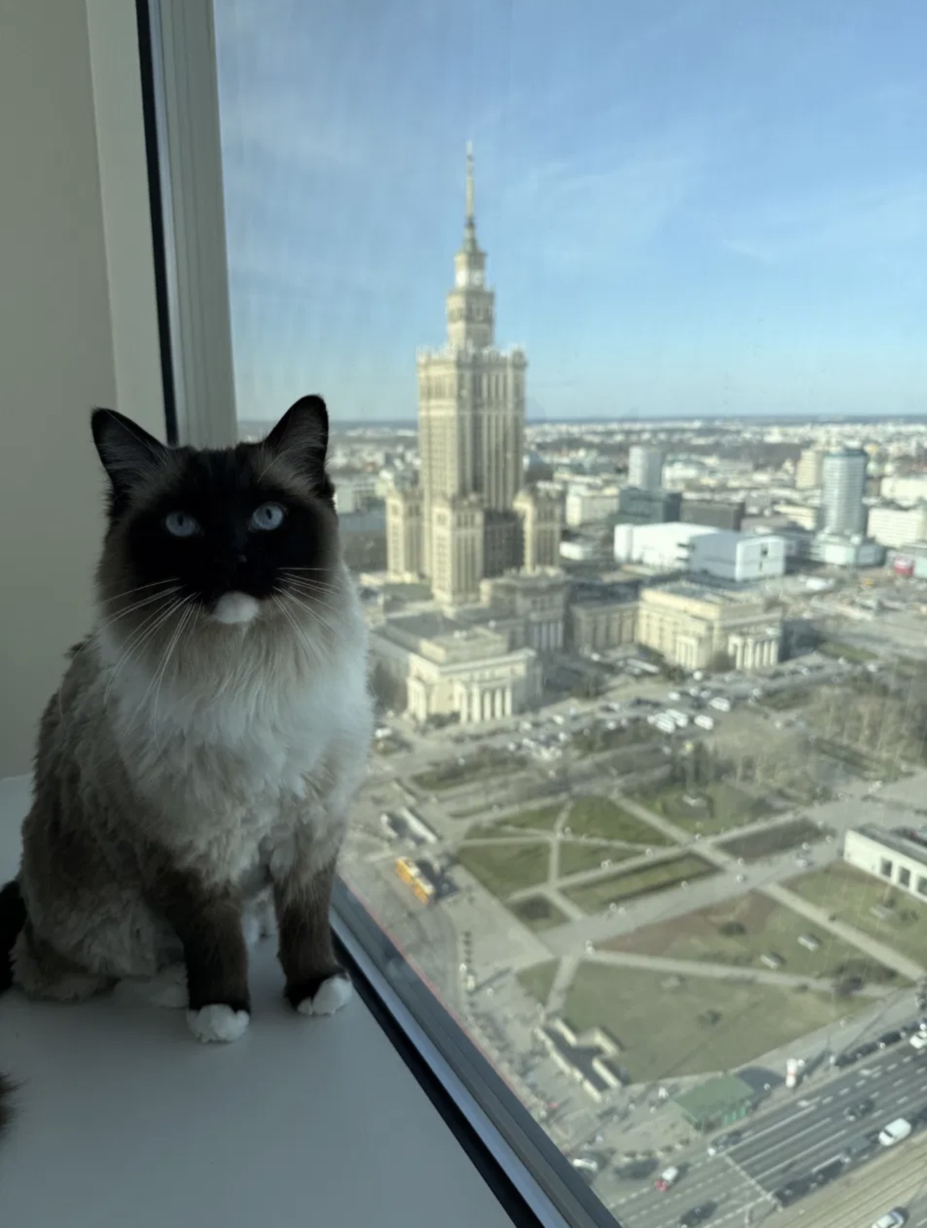 Kot przy oknie z widokiem na Warszawę